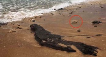 Inquietante ritrovamento sulla spiaggia, la scoperta mette i brividi: cosa sbuca fuori