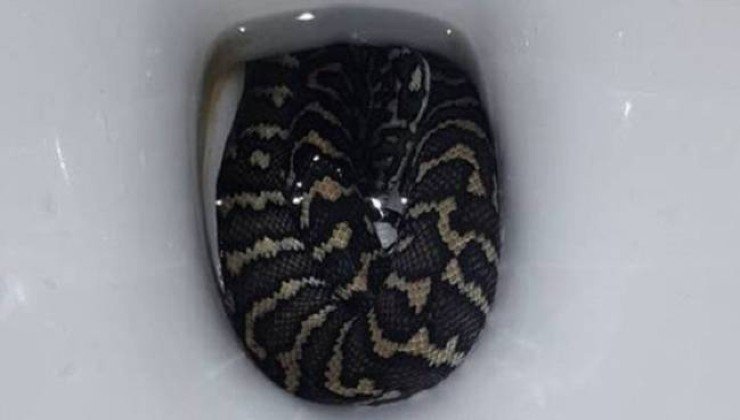 Serpente nel WC