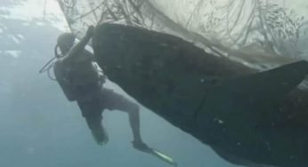 Questo squalo balena cerca disperatamente aiuto, quando capisce il perché si preoccupa
