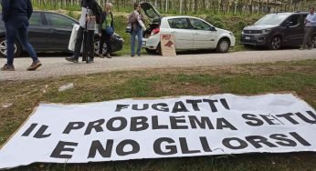 Gli orsi Jj4 e Mj5 sono salvi, la sentenza del Consiglio di Stato