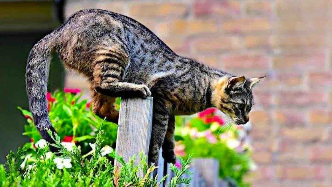 chat dans le jardin