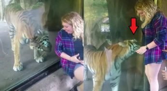 La ragazza in dolce attesa voleva una foto con la tigre, la reazione insospettabile