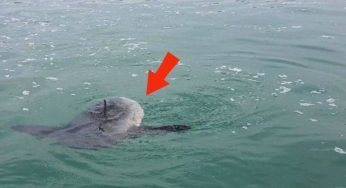 Non appena si accorge di cosa sta galleggiando in acqua, inizia a registrare tutto
