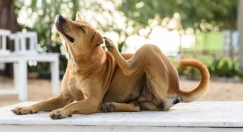 Se il tuo cane non smette di grattarsi, dovresti agire in fretta: cosa significa
