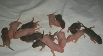 Erano per strada, ma quando li esamina il veterinario scopre che non sono dei cani