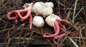 Lo trova in giardino, ma non sa che cos’è: quando lo capisce chiama le autorità