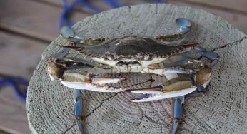 Seconda specie di granchio blu individuata nel Mar Adriatico