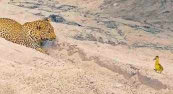 Blocca la strada a questa creatura innocente: la reazione del leopardo | VIDEO