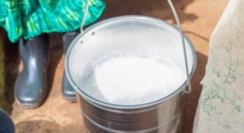 Perché si dice “far venire il latte alle ginocchia”? Ecco da dove nasce il proverbio