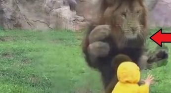 Il bimbo voleva solo giocare con il leone, ma la reazione del predatore sorprende