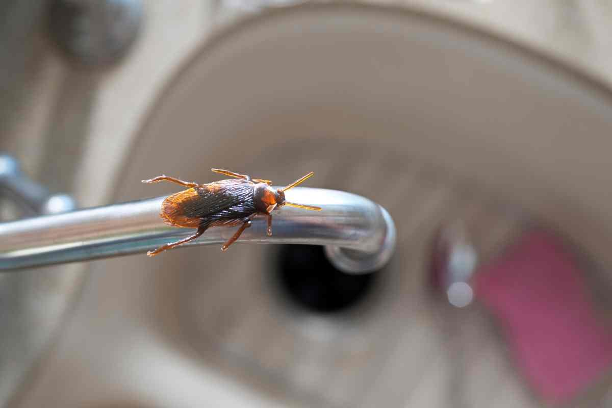 Eliminare scarafaggi in casa
