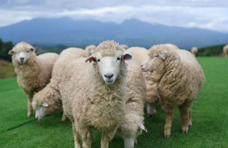 Scatta l'epidemia in Sardegna