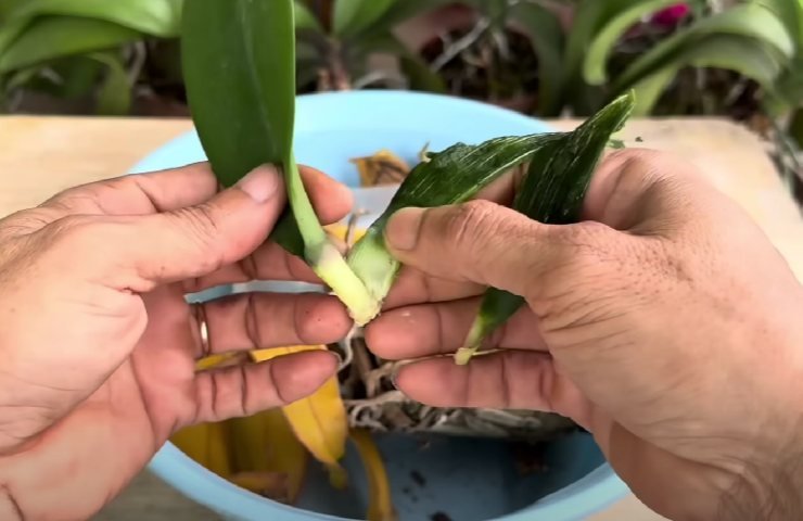 Come seminare le foglie dell'orchidea